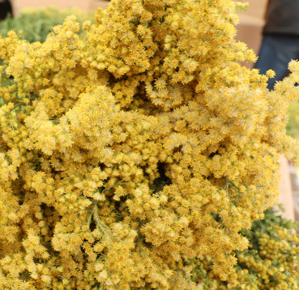 Dry flower